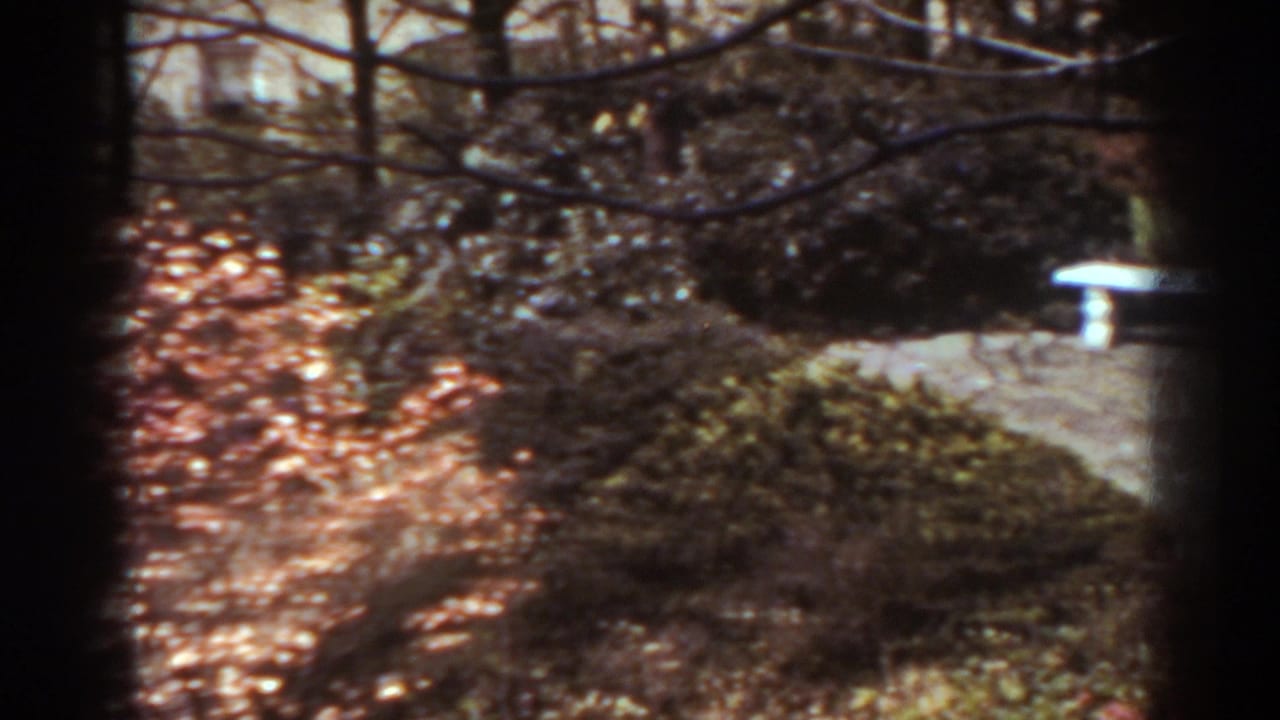1938 West Virginia frame with bare branches in front of a landscaped garden, a white bench, shrubs, and a stone path.