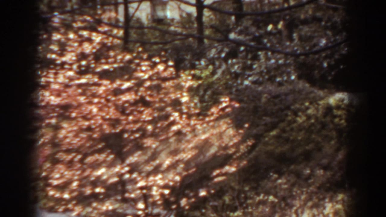 Sunlit wooded garden with fallen leaves, shrubs, and dark tree trunks.