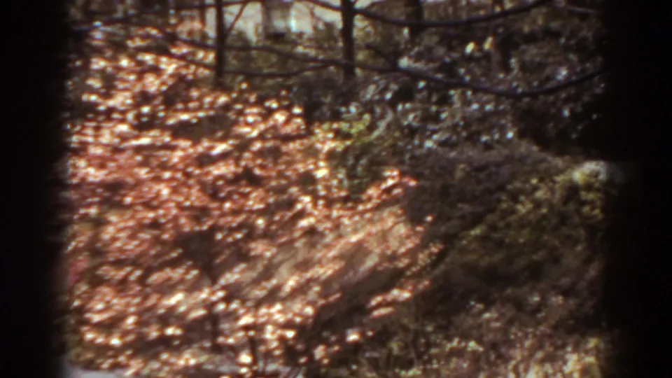 1938 West Virginia 8mm frame showing a sunlit garden area with trees, leaf-covered ground, and dense shrubs in soft focus.