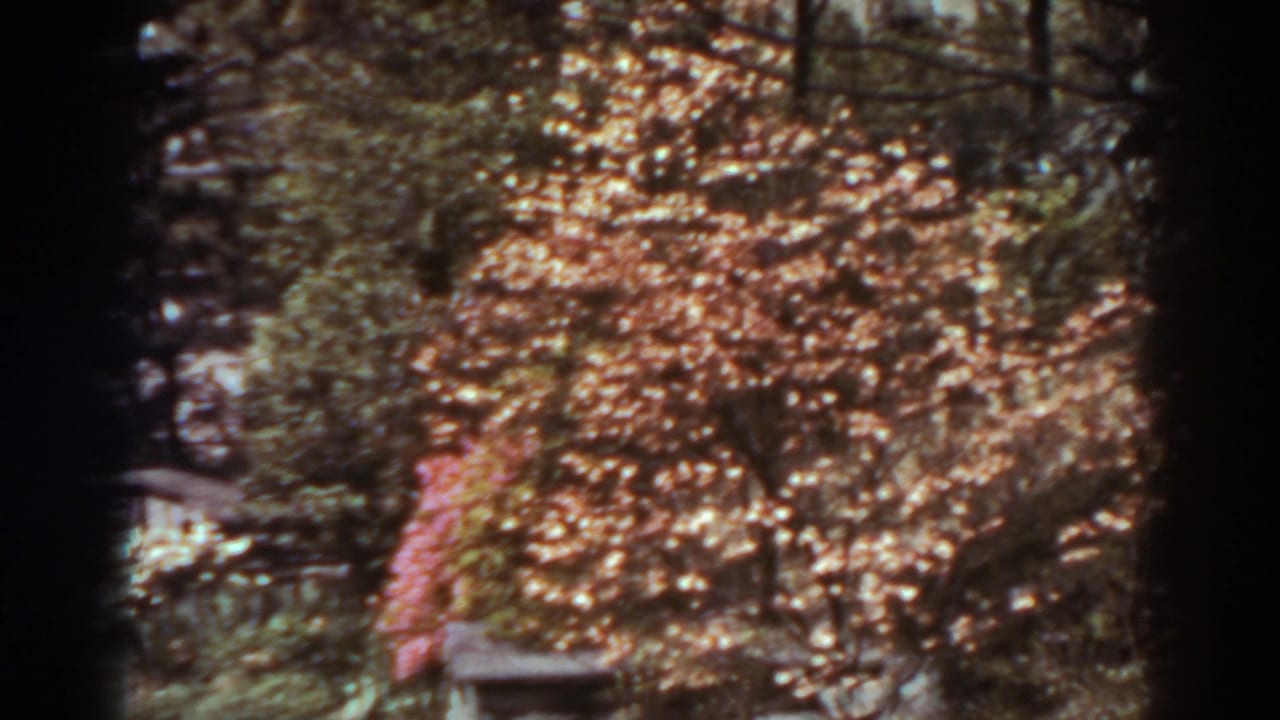 1938 West Virginia garden view with a stone path, bench, trees, and pale pink blossoms in bright daylight.