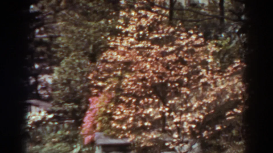 1938 West Virginia garden view with a stone path, bench, trees, and pale pink blossoms in bright daylight.