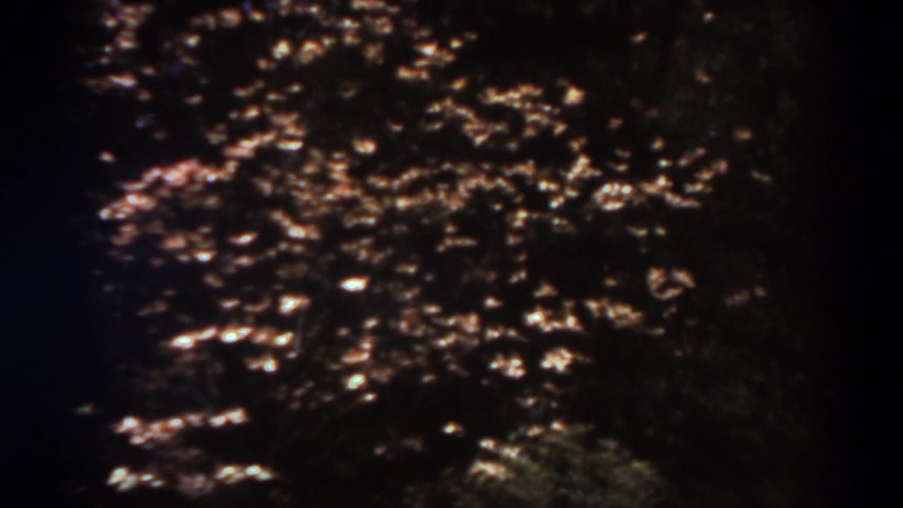Dark tree canopy with sunlit leaves and heavy shadow.