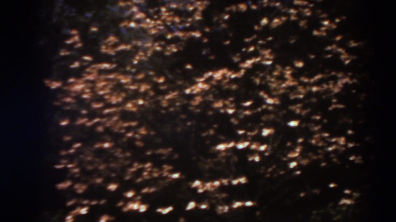 Warm, grainy 8mm view of dense West Virginia backyard foliage with bright highlights across the leaves.