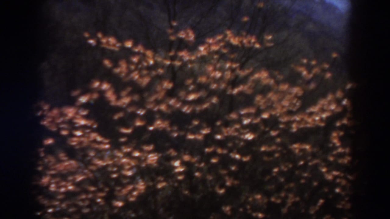 1938 West Virginia home-movie frame with a dense cluster of pink flowers, dark leaves, and vertical stems in soft 8mm exposure.