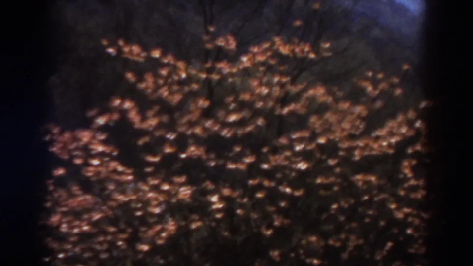 1938 West Virginia home-movie frame with a dense cluster of pink flowers, dark leaves, and vertical stems in soft 8mm exposure.