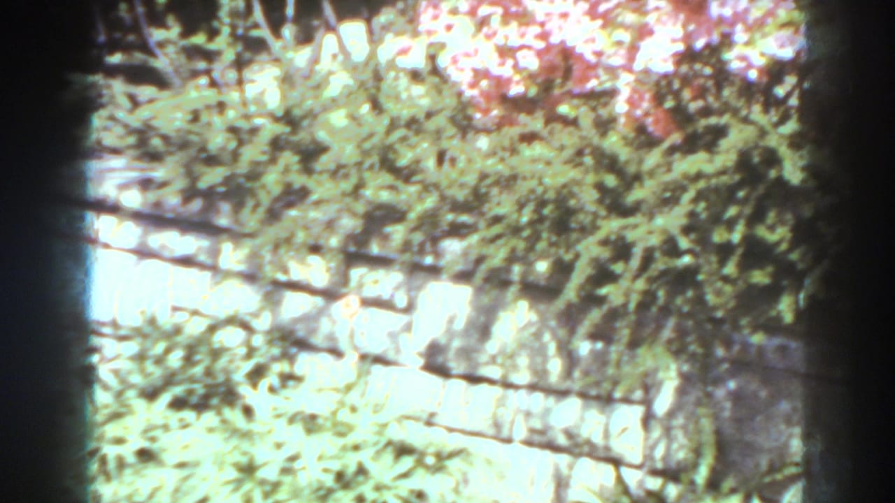 1938 West Virginia 8mm frame showing garden foliage and pink flowers above a pale stone or block border in bright sunlight.