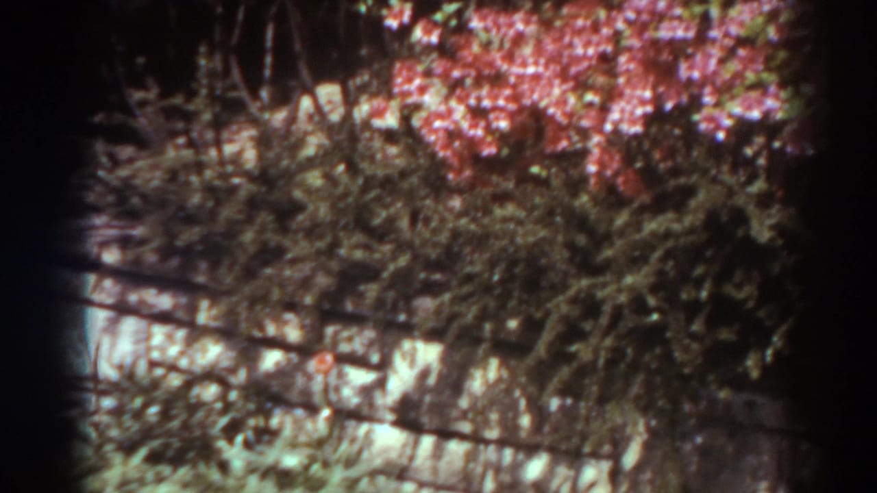 1938 West Virginia home-movie frame with pink flowering foliage, green shrubs, and a low pale wall or border in an outdoor garden setting.