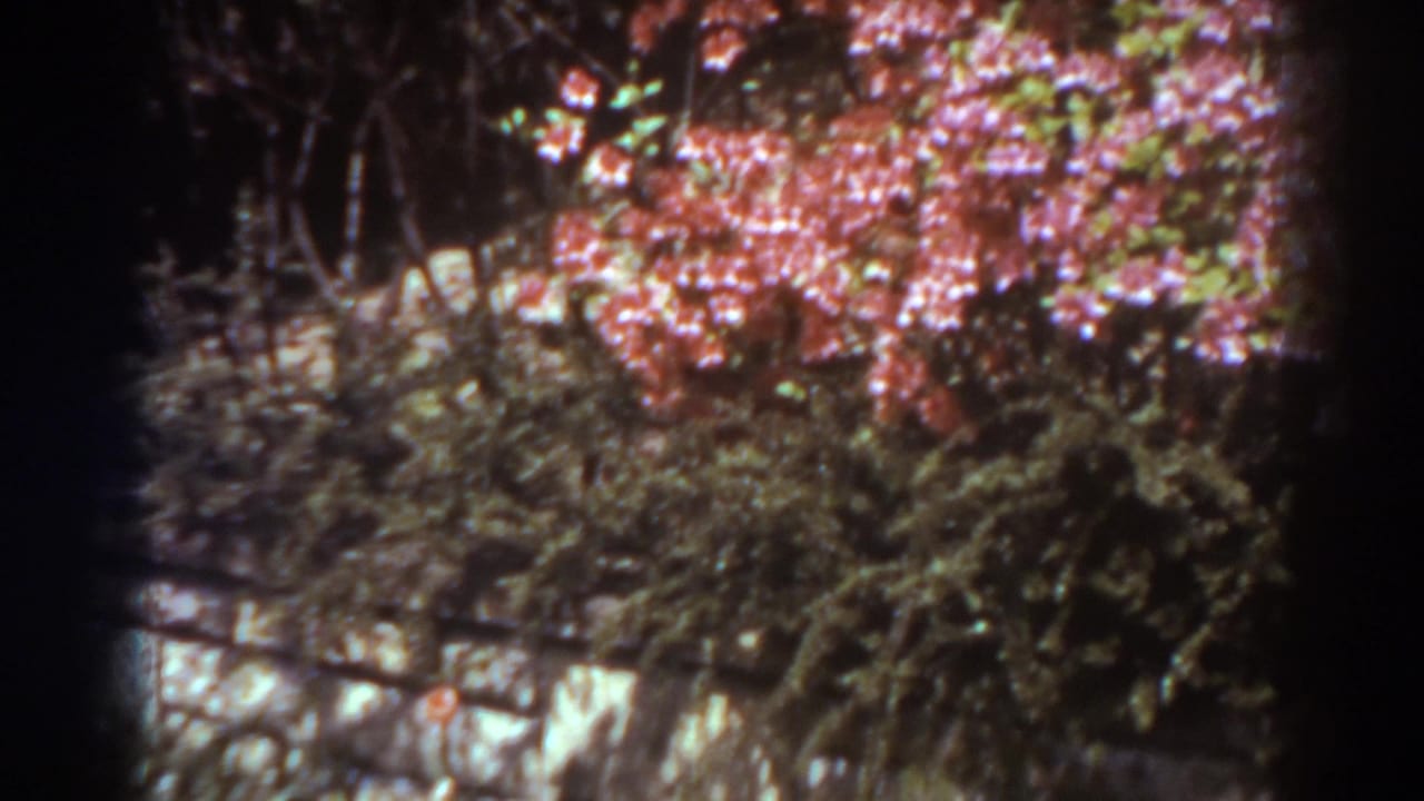 1938 West Virginia 8mm frame showing pink roses, dark foliage, and a low garden border in soft focus.