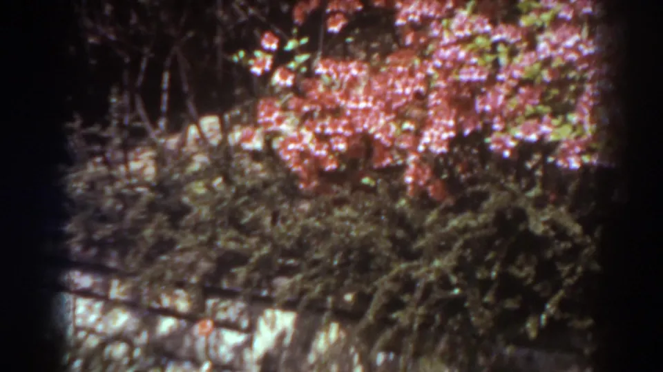 1938 West Virginia 8mm frame showing pink roses, dark foliage, and a low garden border in soft focus.