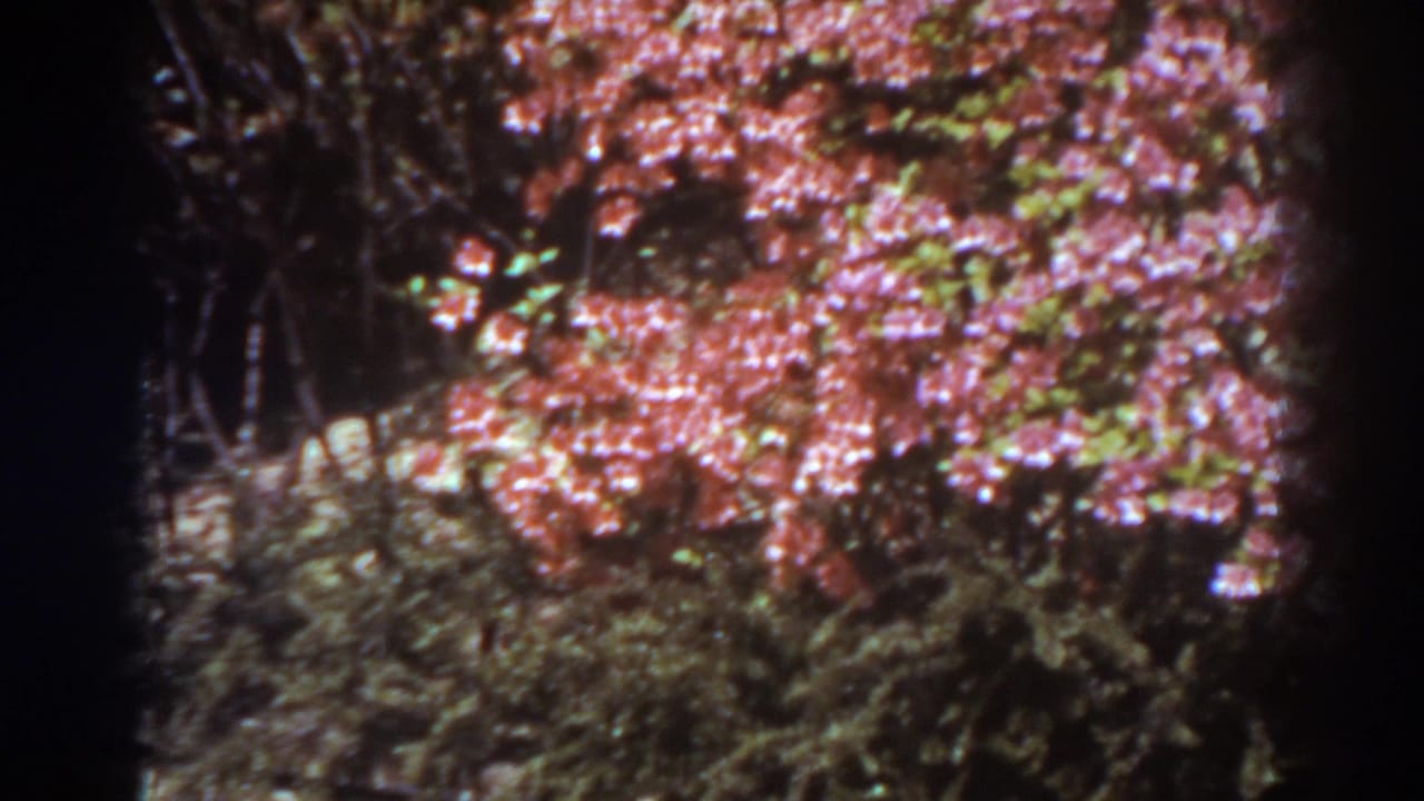 1938 West Virginia home-movie frame with dense pink rose blooms and shadowed greenery in an outdoor garden.