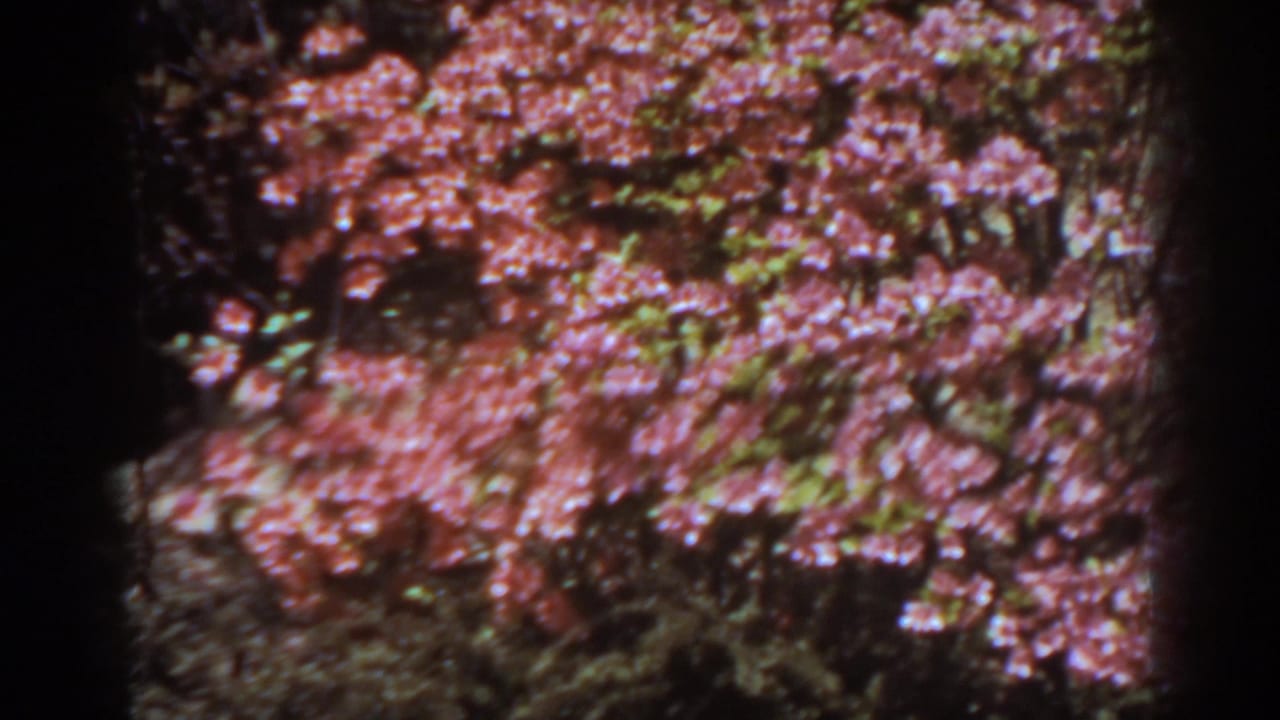1938 West Virginia 8mm frame showing a closer view of pink roses over darker garden plants.