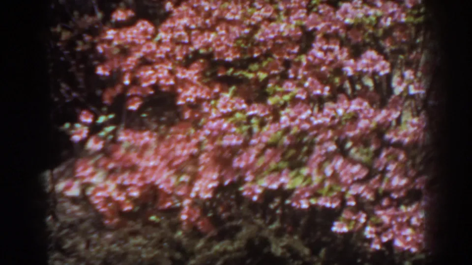 1938 West Virginia 8mm frame showing a closer view of pink roses over darker garden plants.