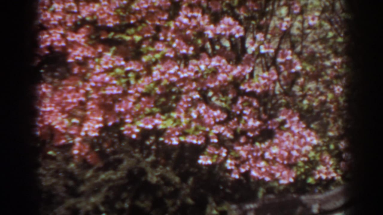 1938 West Virginia home-movie frame of pink roses and foliage above a low curved garden border.