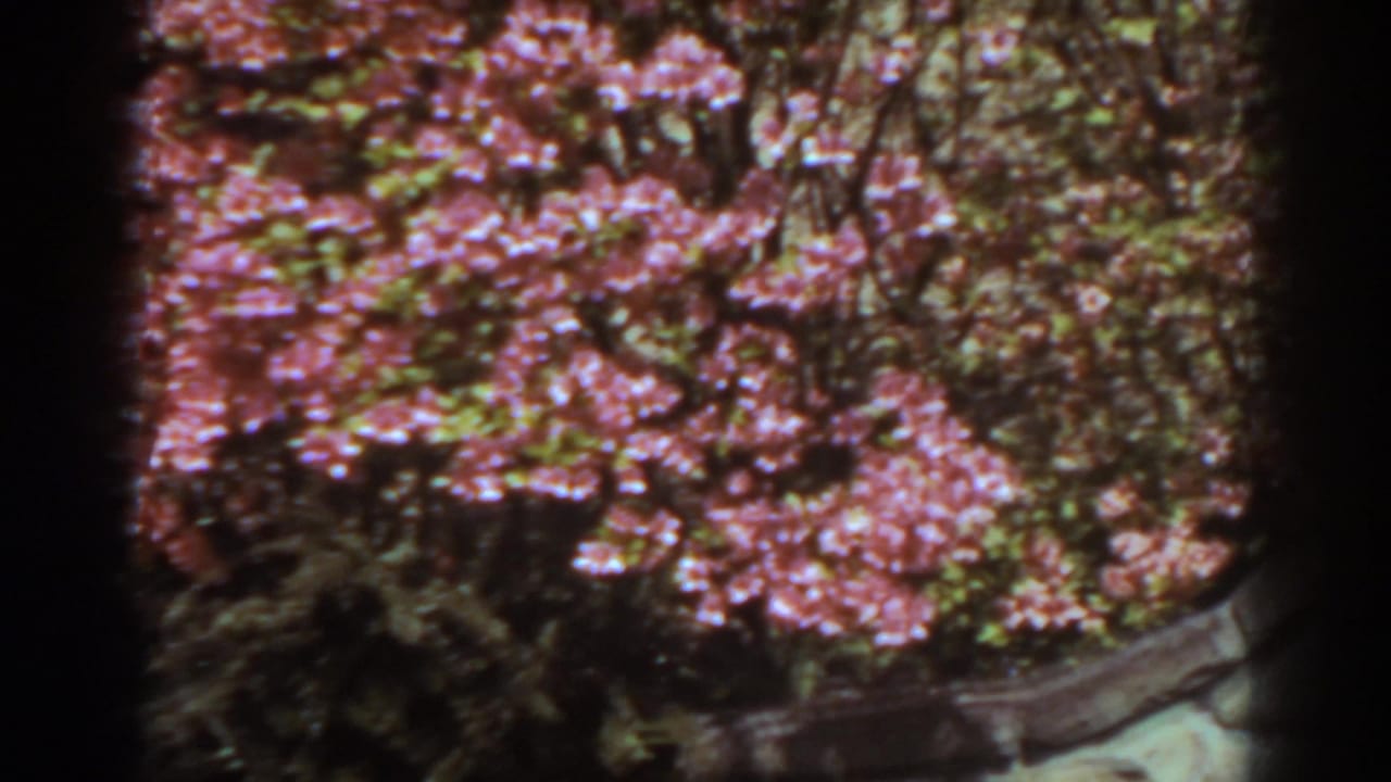 Pink blossoms and leafy garden growth in 1938 West Virginia 8mm home-movie footage.