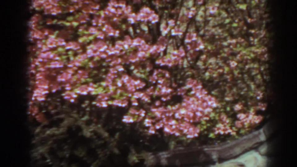 Pink blossoms and leafy garden growth in 1938 West Virginia 8mm home-movie footage.