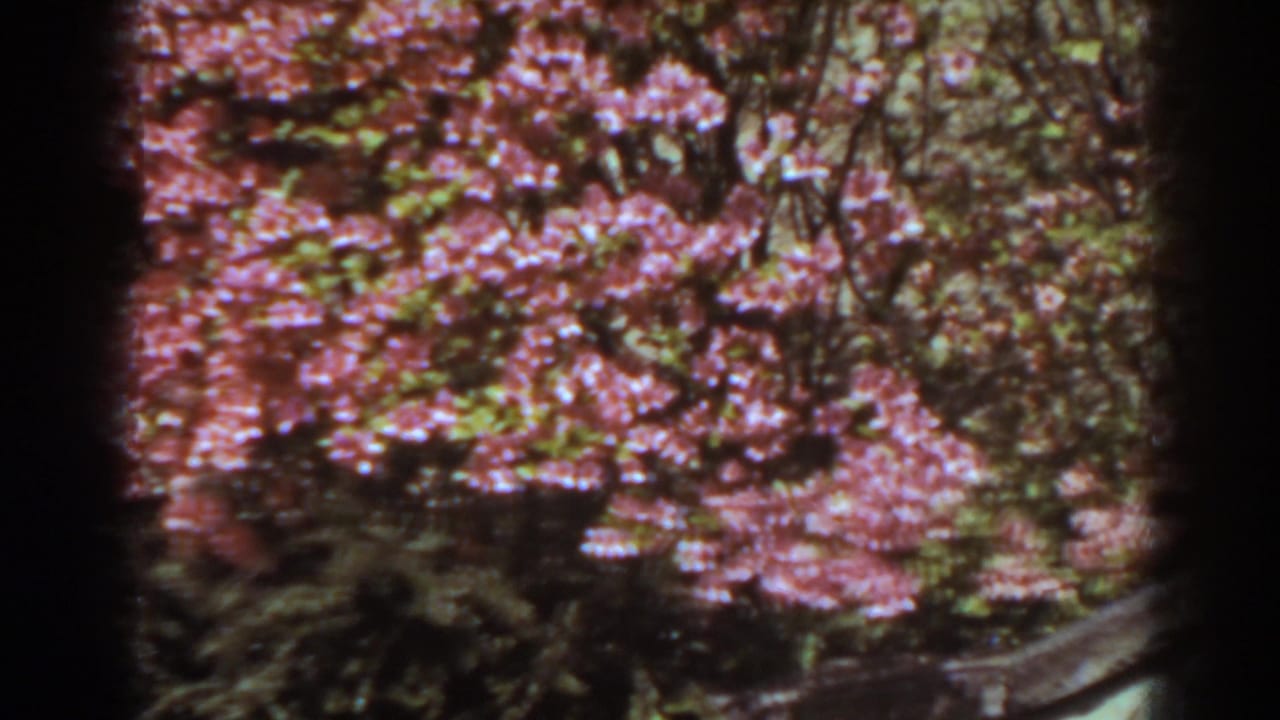 A soft 8mm view of pink garden blossoms and foliage, with a low border partly visible in West Virginia.