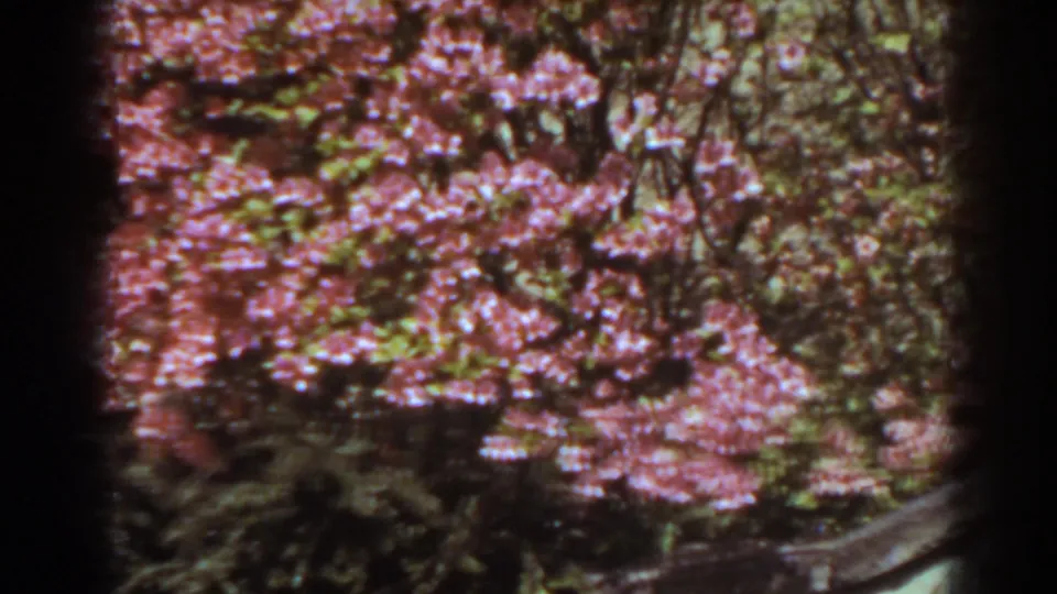 A soft 8mm view of pink garden blossoms and foliage, with a low border partly visible in West Virginia.