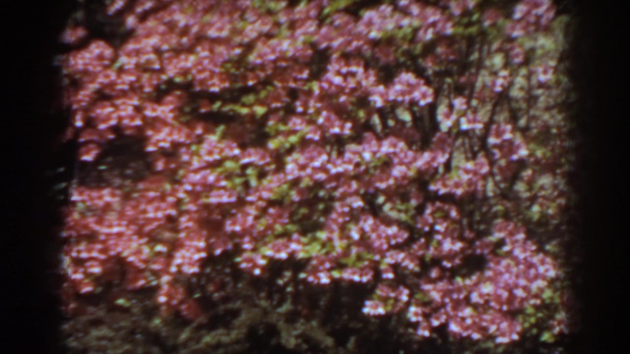 Pink flowering shrubs dominate the frame in this 1938 West Virginia garden home movie.