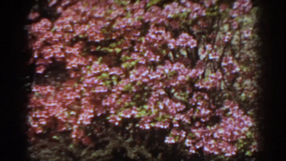 Pink flowering shrubs dominate the frame in this 1938 West Virginia garden home movie.