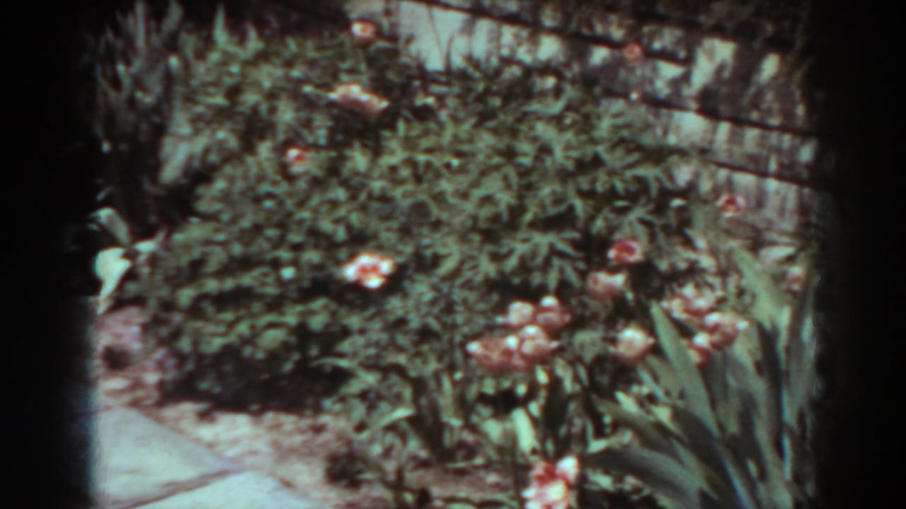 A garden bed with green plants, scattered blossoms, and a low wall or border in 1938 West Virginia footage.