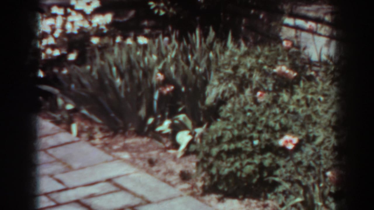 1938 West Virginia garden view with paving stones, flowering shrubs, tall leaves, and a rustic fence in soft 8mm color.