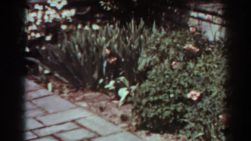 1938 West Virginia garden view with paving stones, flowering shrubs, tall leaves, and a rustic fence in soft 8mm color.