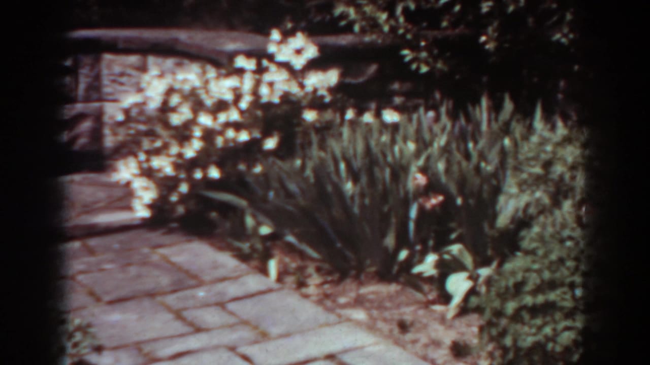 1938 West Virginia 8mm frame of a garden walkway bordered by pale blooms, broad-leaf plants, shrubs, and wooden fencing.
