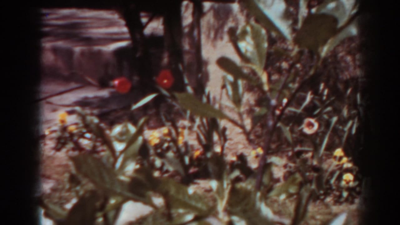 1938 West Virginia garden close view showing red blooms, yellow flowers, broad leaves, soil, and rustic wood in soft 8mm color.