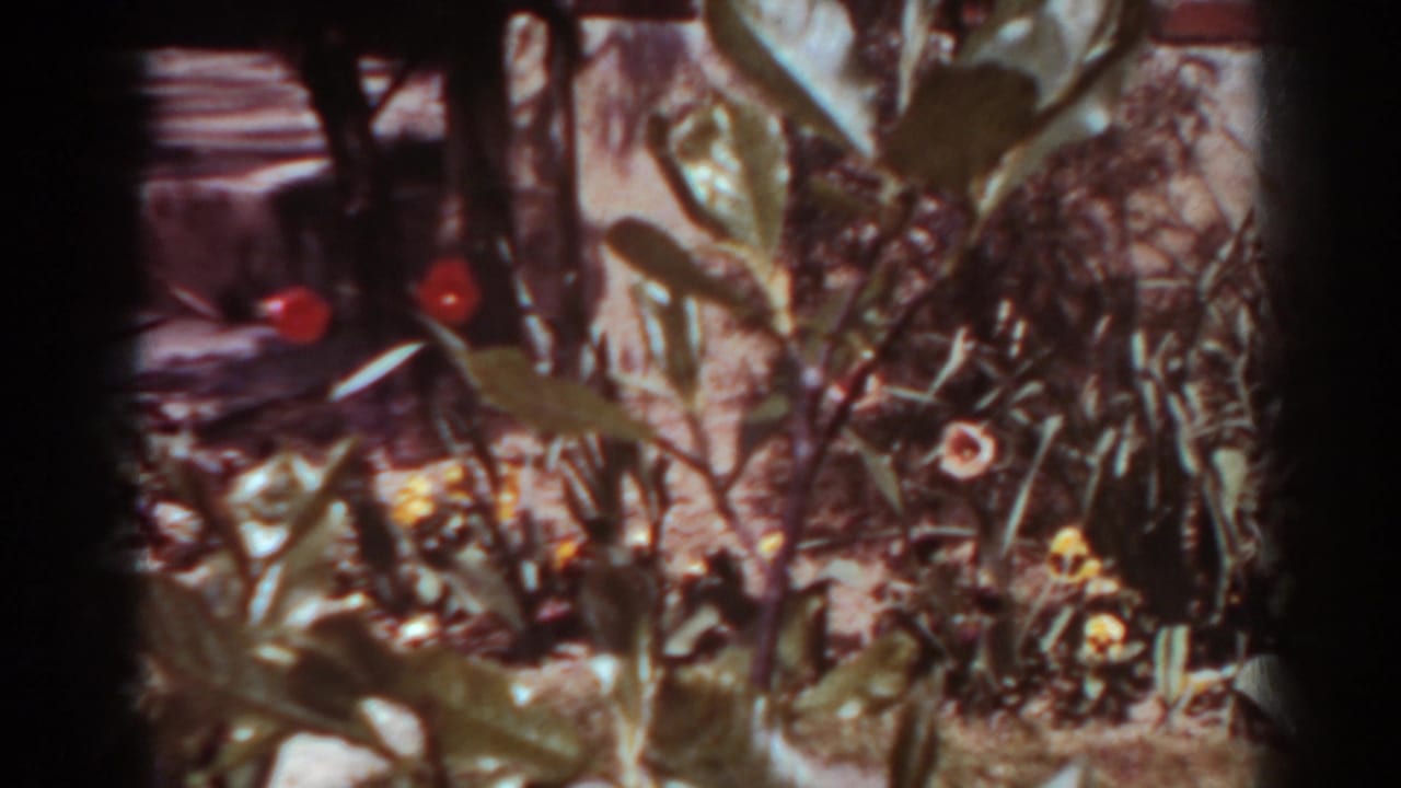 1938 West Virginia home-movie frame showing a sunlit backyard flower bed with red blossoms, leafy plants, and a brick wall.