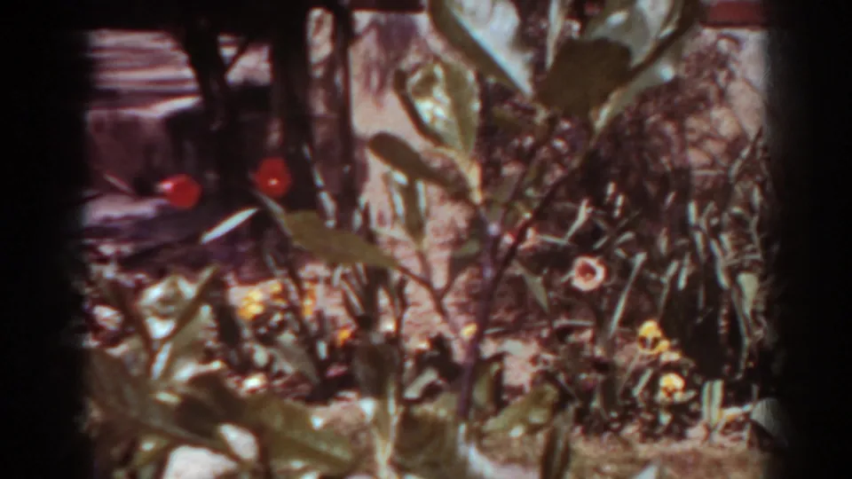 1938 West Virginia home-movie frame showing a sunlit backyard flower bed with red blossoms, leafy plants, and a brick wall.