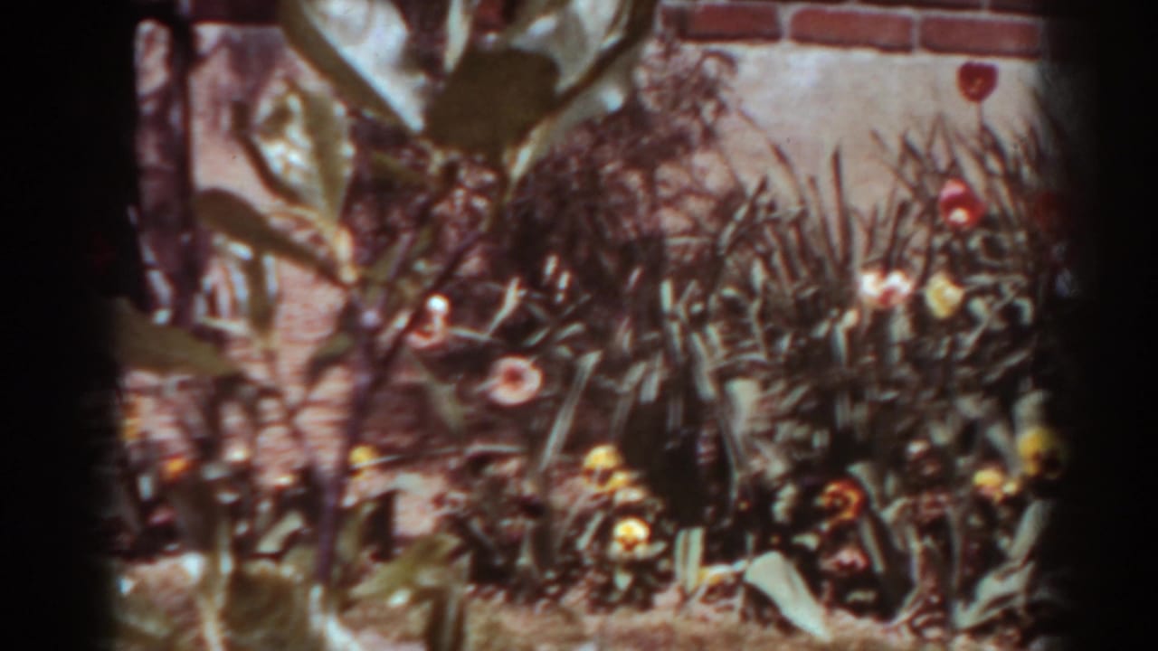 1938 West Virginia backyard garden view with red and yellow flowers, dense leaves, and a brick wall behind the bed.