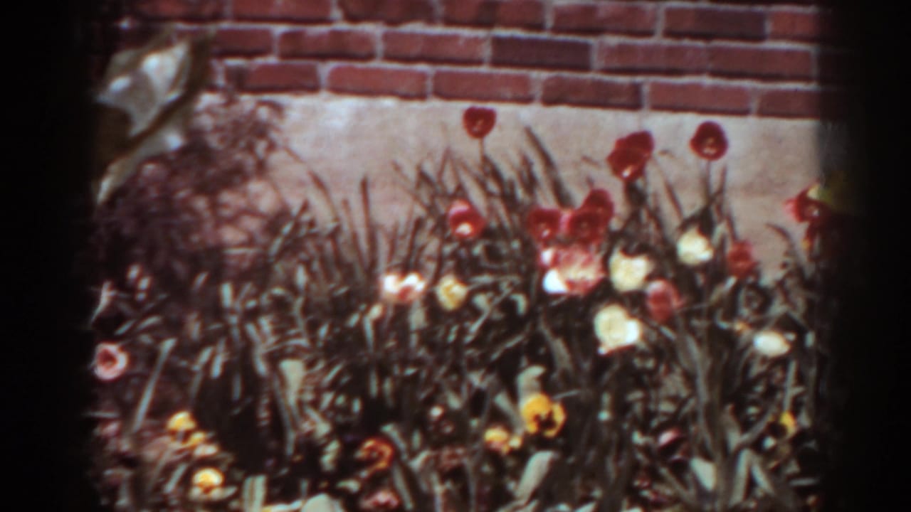 1938 West Virginia home-movie frame showing a fuller section of the backyard tulip bed with mixed blossoms and foliage.