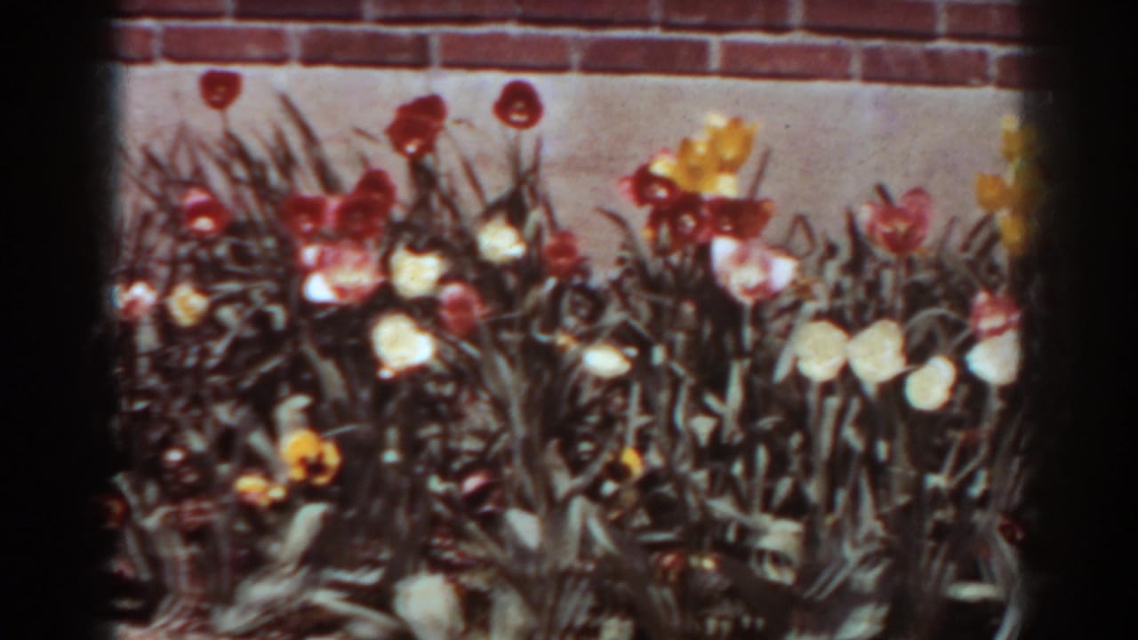 1938 West Virginia backyard garden frame with clustered tulips, pale blossoms, leafy stems, and a brick wall behind them.