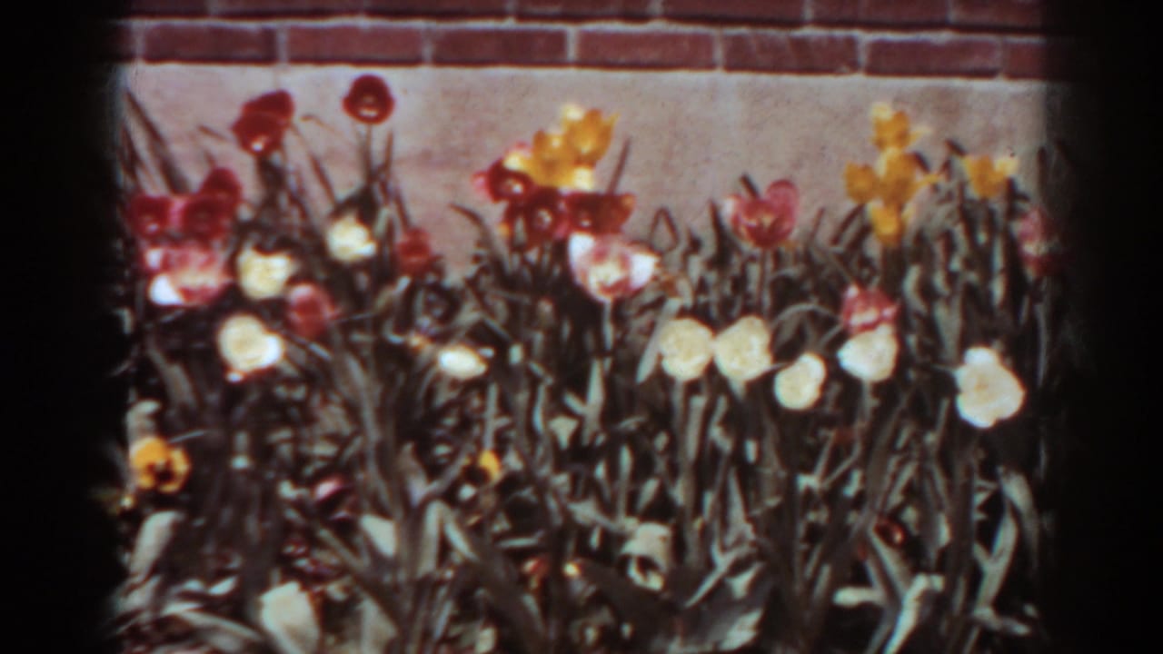 Tulips in red, yellow, and white bloom in front of a brick wall.
