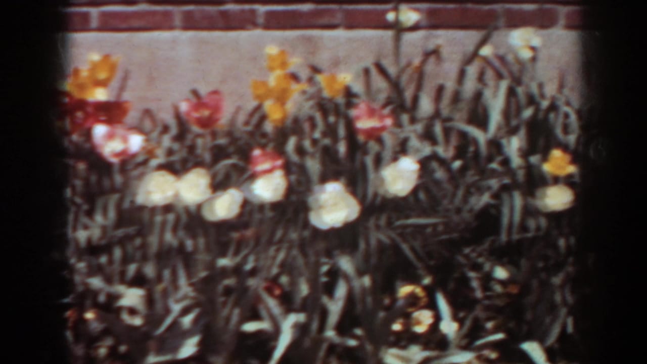 A dense flower bed of tulips appears beside a brick wall.