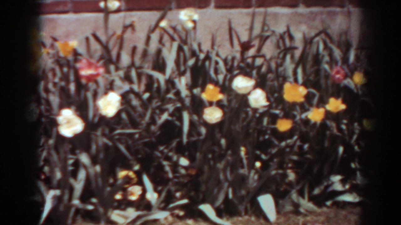 1938 home-movie frame of a tulip bed with white and yellow blooms, green foliage, and a brick backdrop.