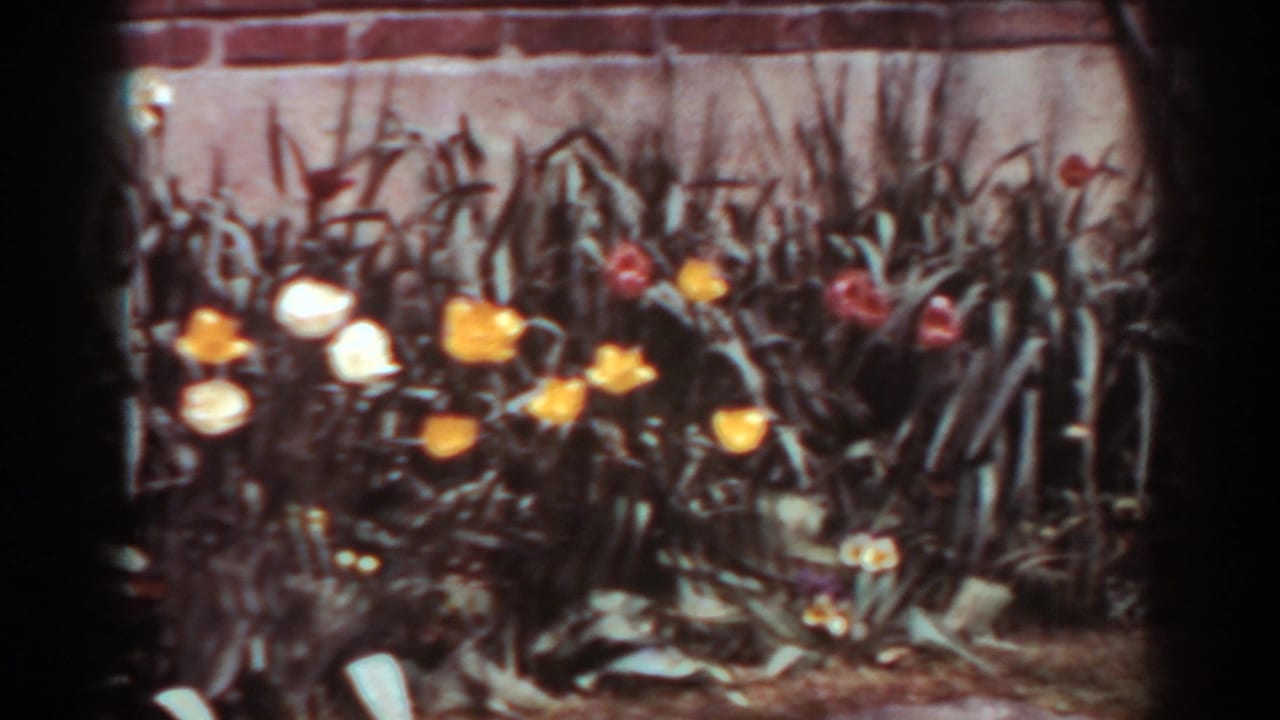 A late clip frame shows 1938 West Virginia tulips in multiple colors, with 8mm softness and dark edge borders.