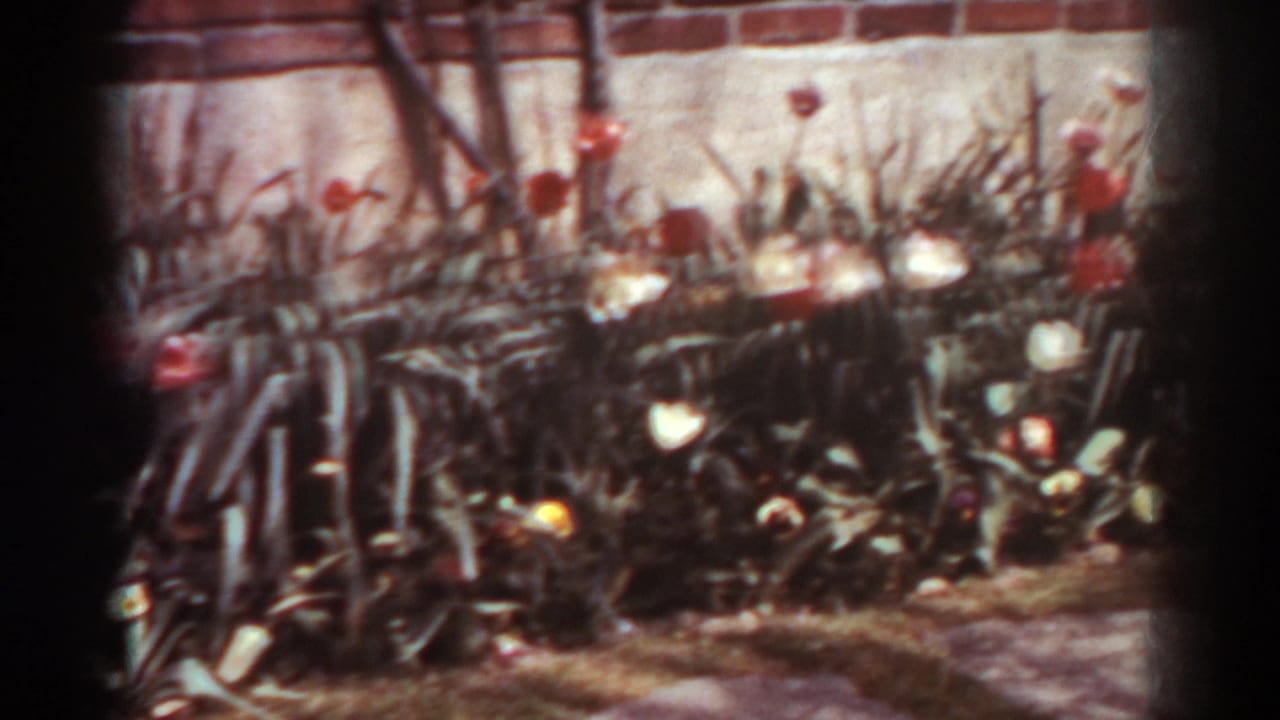 The camera view shifts along a West Virginia garden bed with tulips and dense leaves against a brick wall.
