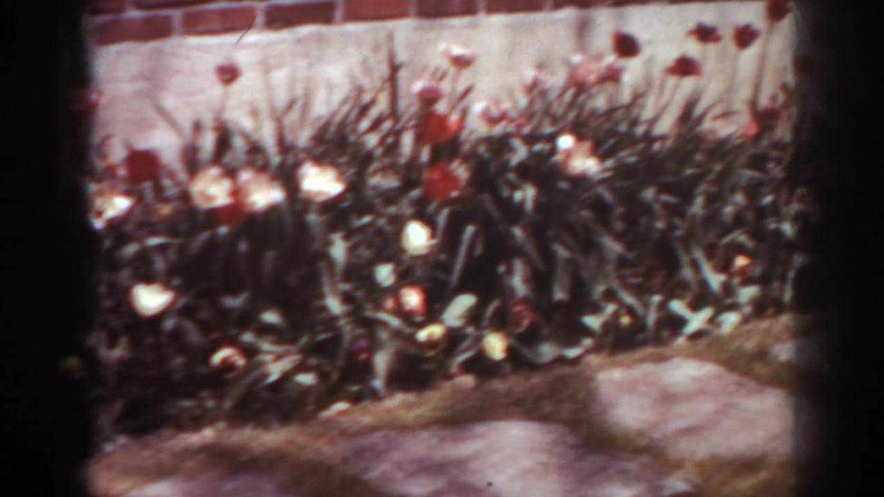 1938 home-movie frame of a side-house flower bed with red and white tulips, foliage, and stepping stones in front.