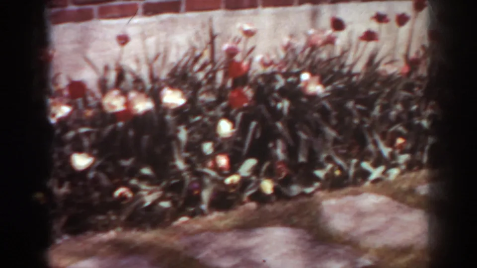 1938 home-movie frame of a side-house flower bed with red and white tulips, foliage, and stepping stones in front.