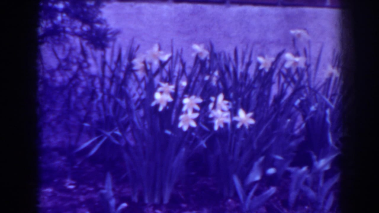Purple-shifted 8mm frame showing daffodils and tall leaves along a garden border in the 1938 West Virginia clip.