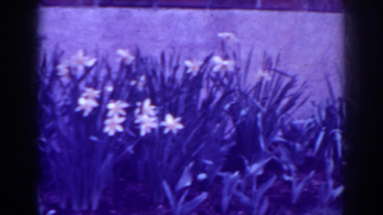 Late frame of the 1938 West Virginia garden clip, with daffodils, tall foliage, and a strong purple film color shift.