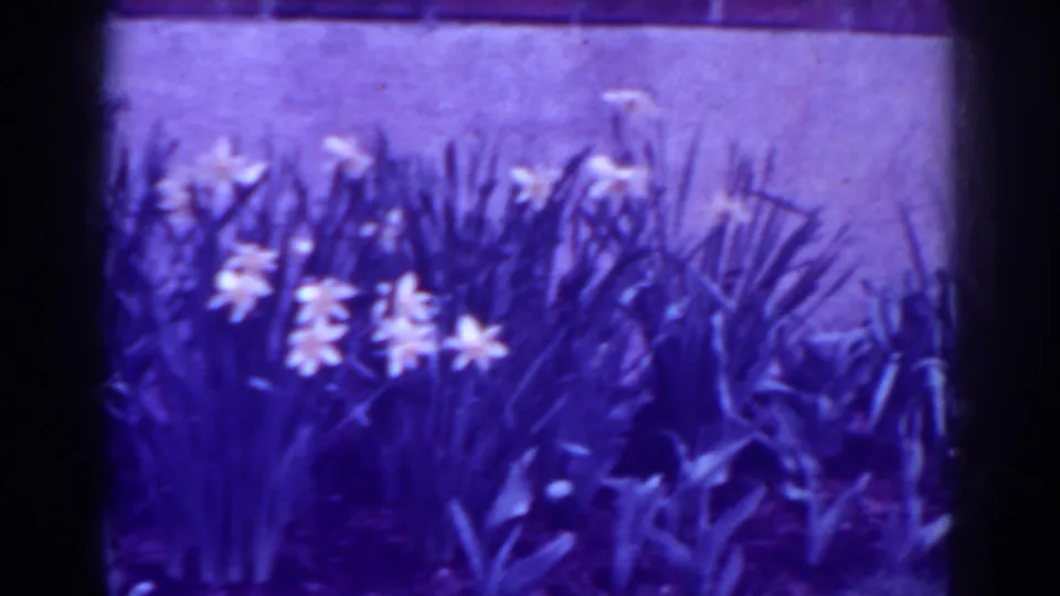 Late frame of the 1938 West Virginia garden clip, with daffodils, tall foliage, and a strong purple film color shift.