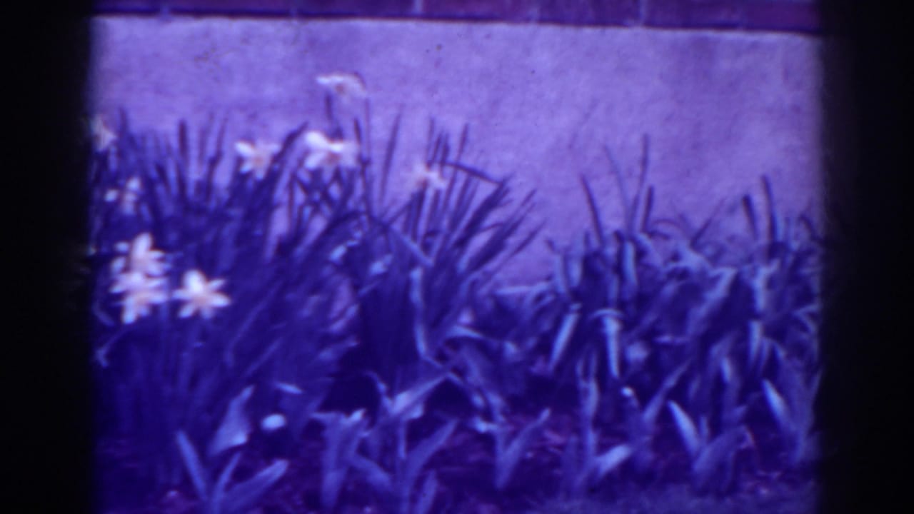 1938 West Virginia 8mm frame showing yellow flowers in a leafy garden bed below a brick wall and concrete foundation.