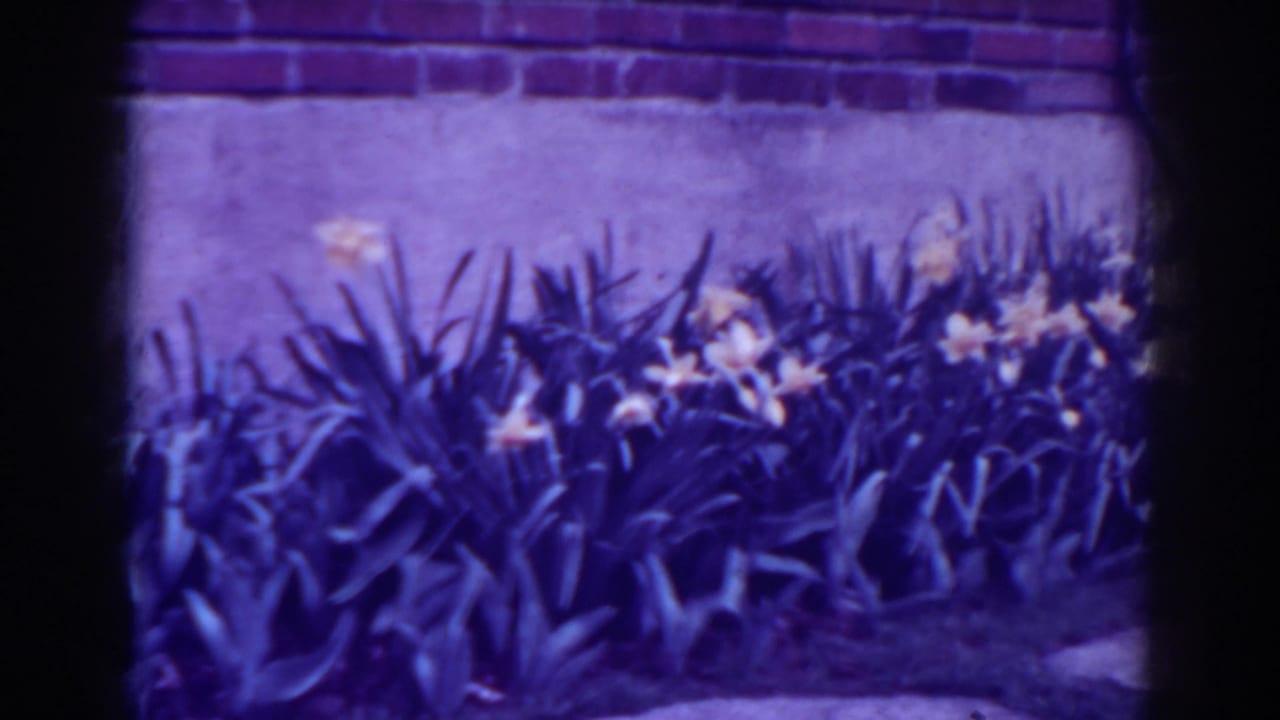 A purple-shifted 8mm view of yellow garden flowers and long leaves against a brick wall in West Virginia, 1938.