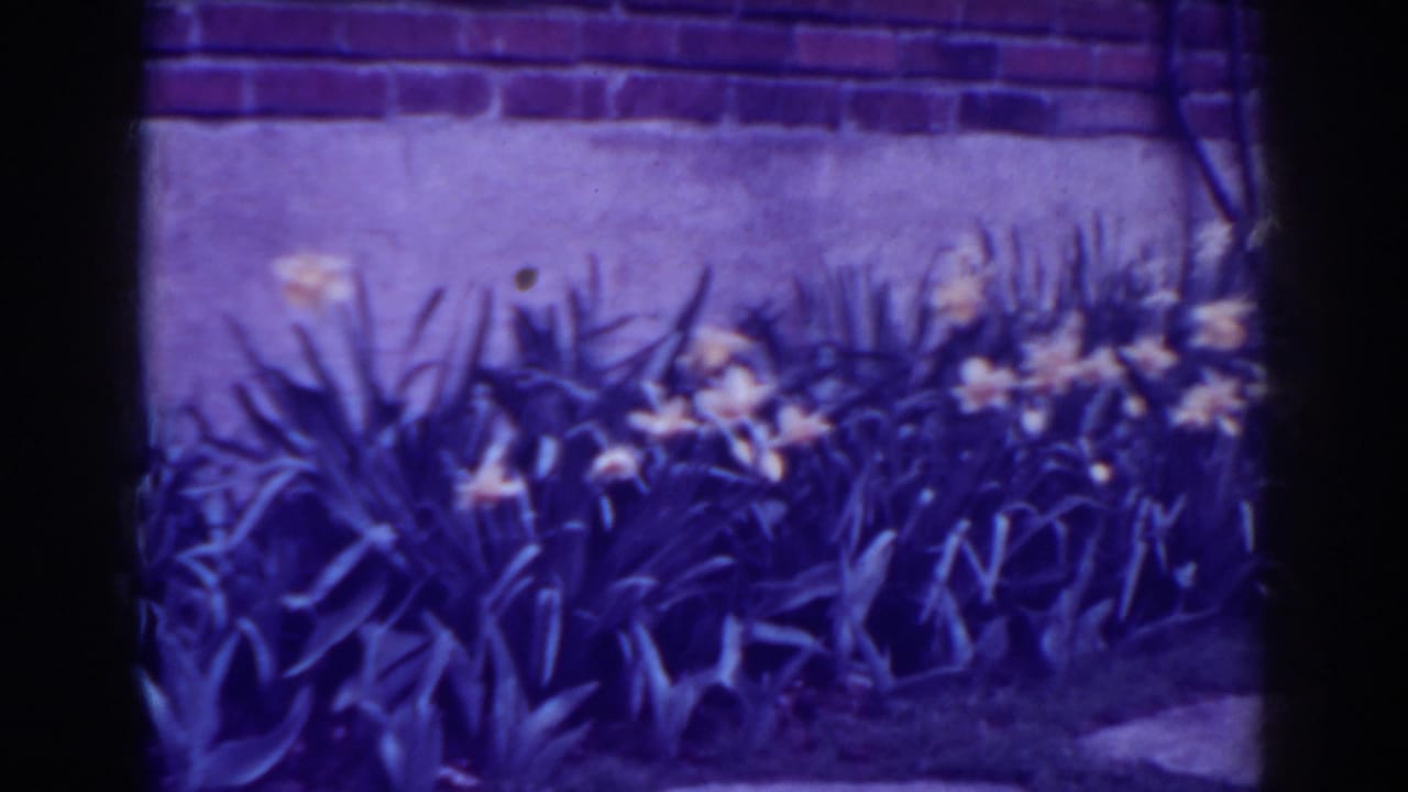 West Virginia home-movie frame from 1938 showing yellow flowers, dense foliage, a wall, and part of a stone path.