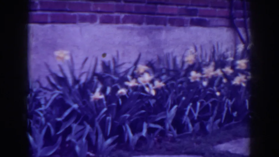 West Virginia home-movie frame from 1938 showing yellow flowers, dense foliage, a wall, and part of a stone path.
