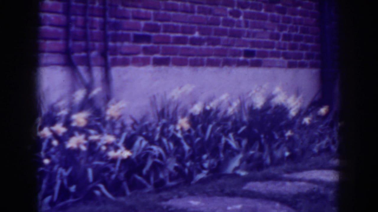 Purple-toned 8mm frame of a West Virginia garden bed with yellow flowers, brick wall, concrete base, and stone path, dated 1938.