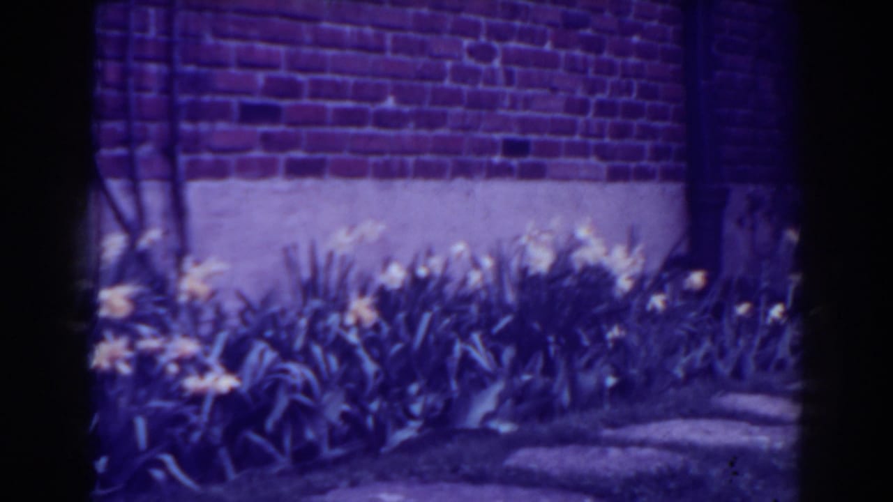 1938 West Virginia 8mm frame showing yellow tulips and green leaves along a red brick wall with a strong purple film cast.
