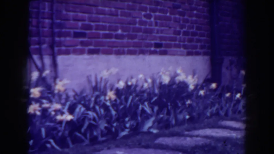 1938 West Virginia 8mm frame showing yellow tulips and green leaves along a red brick wall with a strong purple film cast.